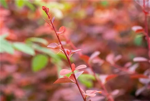 Große Blutberberitze 'Superba' - Berberis ottawensis 'Superba'