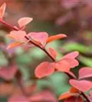 Große Blutberberitze 'Superba' - Berberis ottawensis 'Superba'