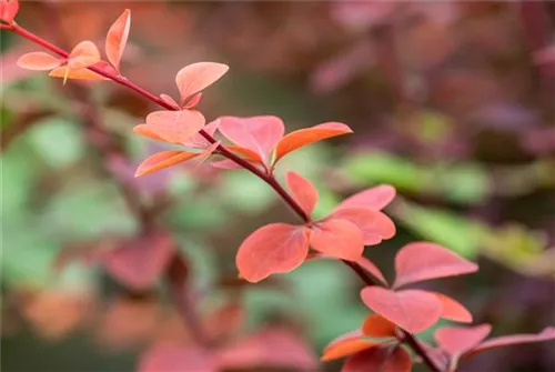 Große Blutberberitze 'Superba' - Berberis ottawensis 'Superba'