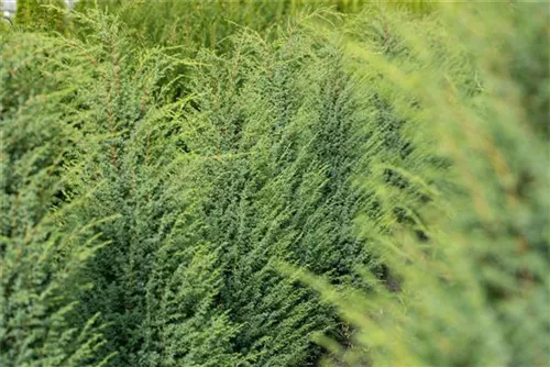 Irischer Säulenwacholder - Juniperus com.'Hibernica' - Nadeln - Koniferen