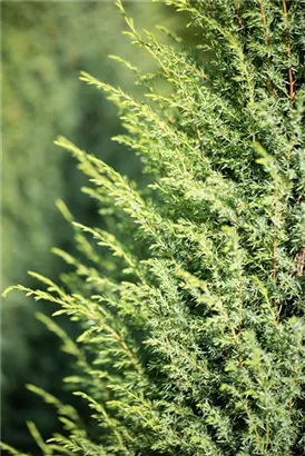 Irischer Säulenwacholder - Juniperus com.'Hibernica' - Nadeln - Koniferen