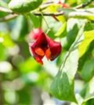 Pfaffenhütchen 'Red Cascade' - Euonymus europaeus 'Red Cascade'