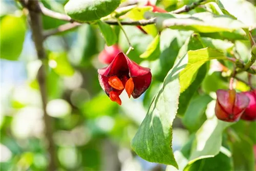 Pfaffenhütchen 'Red Cascade' - Euonymus europaeus 'Red Cascade'