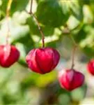 Pfaffenhütchen 'Red Cascade' - Euonymus europaeus 'Red Cascade'