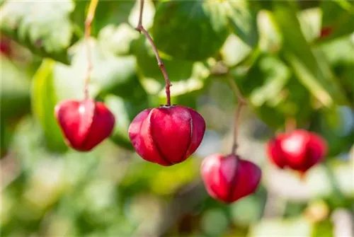 Pfaffenhütchen 'Red Cascade' - Euonymus europaeus 'Red Cascade'