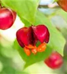 Pfaffenhütchen 'Red Cascade' - Euonymus europaeus 'Red Cascade'