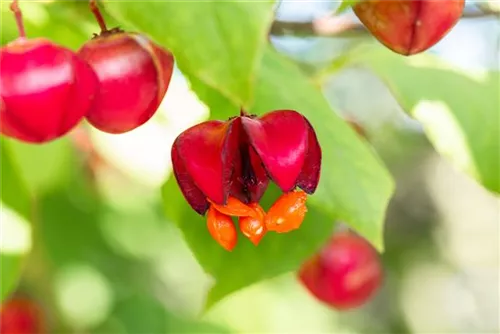 Pfaffenhütchen 'Red Cascade' - Euonymus europaeus 'Red Cascade'