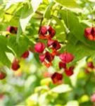 Pfaffenhütchen 'Red Cascade' - Euonymus europaeus 'Red Cascade'