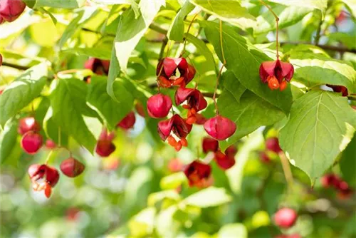 Pfaffenhütchen 'Red Cascade' - Euonymus europaeus 'Red Cascade'