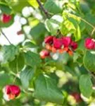 Pfaffenhütchen - Euonymus europaeus