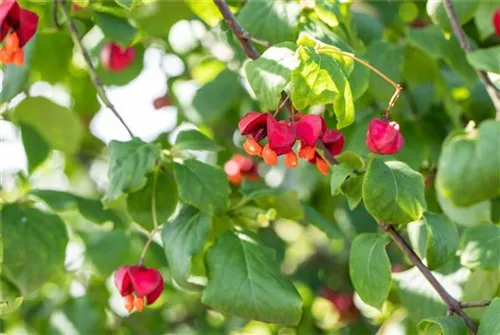 Pfaffenhütchen - Euonymus europaeus