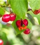 Pfaffenhütchen 'Red Cascade' - Euonymus europaeus 'Red Cascade'