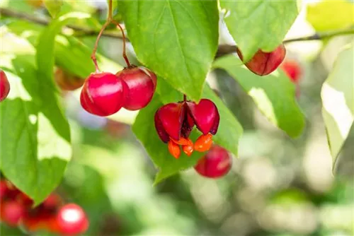 Pfaffenhütchen 'Red Cascade' - Euonymus europaeus 'Red Cascade'