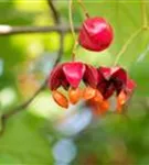 Pfaffenhütchen 'Red Cascade' - Euonymus europaeus 'Red Cascade'