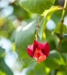 Pfaffenhütchen 'Red Cascade' - Euonymus europaeus 'Red Cascade'