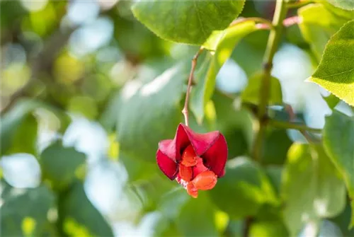 Pfaffenhütchen 'Red Cascade' - Euonymus europaeus 'Red Cascade'