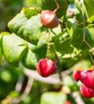 Pfaffenhütchen 'Red Cascade' - Euonymus europaeus 'Red Cascade'