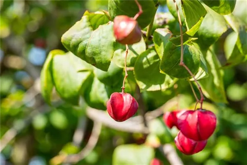 Pfaffenhütchen 'Red Cascade' - Euonymus europaeus 'Red Cascade'