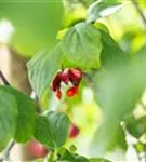 Pfaffenhütchen 'Red Cascade' - Euonymus europaeus 'Red Cascade'