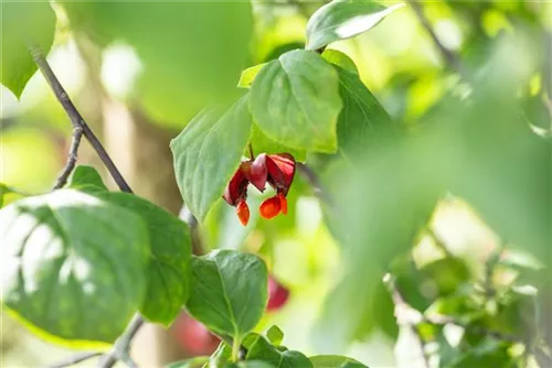 Pfaffenhütchen 'Red Cascade' - Euonymus europaeus 'Red Cascade'