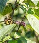 Schönfrucht 'Profusion' - Callicarpa bodinieri 'Profusion'