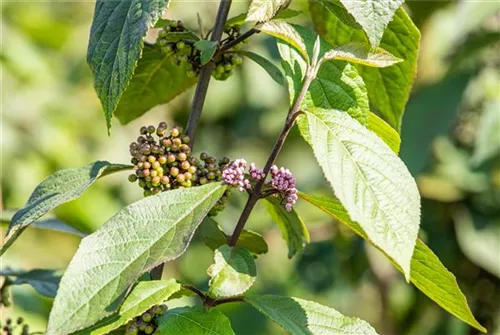 Schönfrucht 'Profusion' - Callicarpa bodinieri 'Profusion'