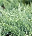 Flacher Wacholder 'Blue Chip' - Juniperus horizontalis 'Blue Chip' - Nadeln - Koniferen