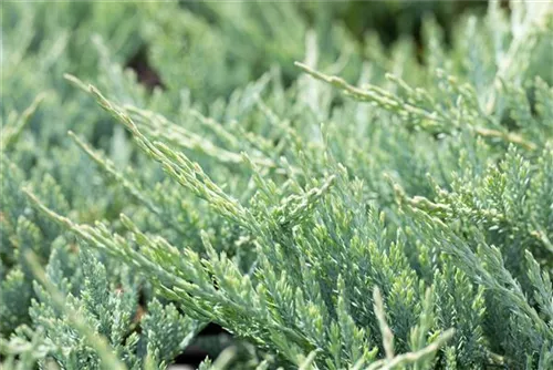 Flacher Wacholder 'Blue Chip' - Juniperus horizontalis 'Blue Chip' - Nadeln - Koniferen