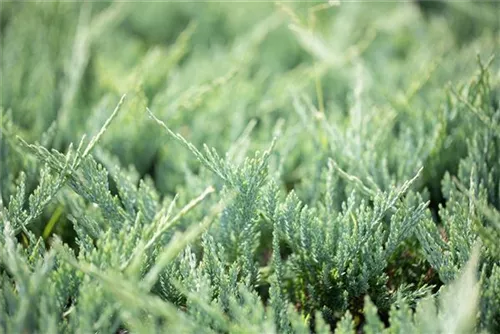 Flacher Wacholder 'Blue Chip' - Juniperus horizontalis 'Blue Chip' - Nadeln - Koniferen