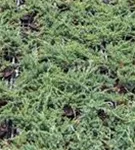 Flacher Wacholder 'Blue Chip' - Juniperus horizontalis 'Blue Chip' - Nadeln - Koniferen