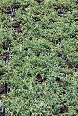 Flacher Wacholder 'Blue Chip' - Juniperus horizontalis 'Blue Chip' - Nadeln - Koniferen