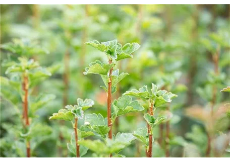 Ribes alpinum 'Schmidt' - Alpen-Johannisbeere 'Schmidt'