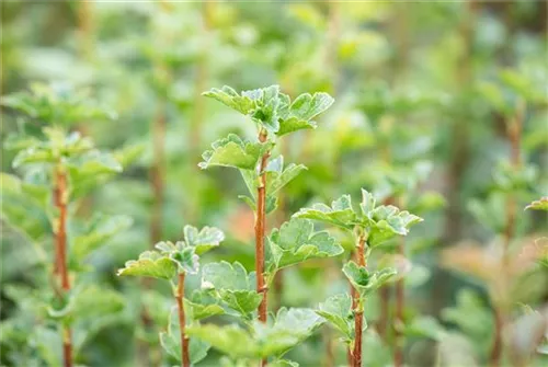 Alpen-Johannisbeere 'Schmidt' - Ribes alpinum 'Schmidt'