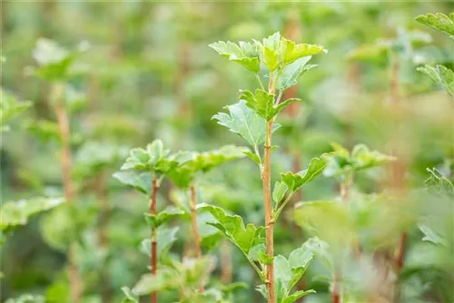 Alpen-Johannisbeere 'Schmidt' - Ribes alpinum 'Schmidt'