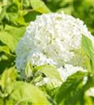 Schneeball-Hortensie - Hydrangea arborescens 'Annabelle'