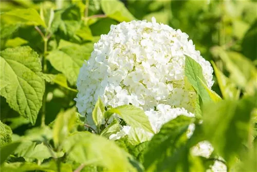 Schneeball-Hortensie - Hydrangea arborescens 'Annabelle'