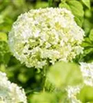 Schneeball-Hortensie - Hydrangea arborescens 'Annabelle'