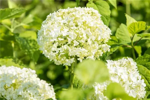 Schneeball-Hortensie - Hydrangea arborescens 'Annabelle'