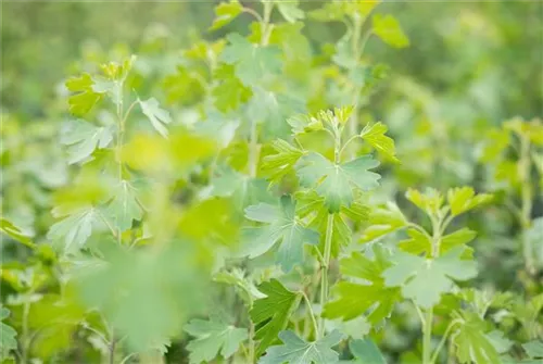 Goldjohannisbeere - Ribes aureum