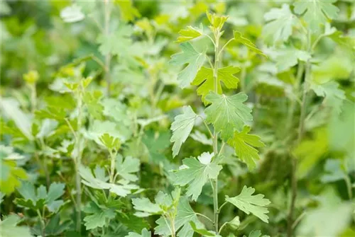 Goldjohannisbeere - Ribes aureum