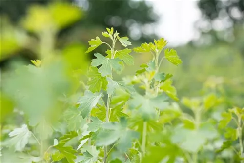 Goldjohannisbeere - Ribes aureum