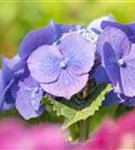 Tellerhortensie 'Blaumeise' - Hydrangea macrophylla 'Blaumeise'