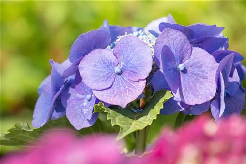 Tellerhortensie 'Blaumeise' - Hydrangea macrophylla 'Blaumeise'