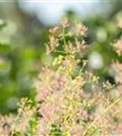 Perückenstrauch - Cotinus coggygria