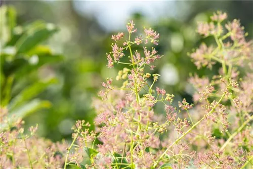 Perückenstrauch - Cotinus coggygria