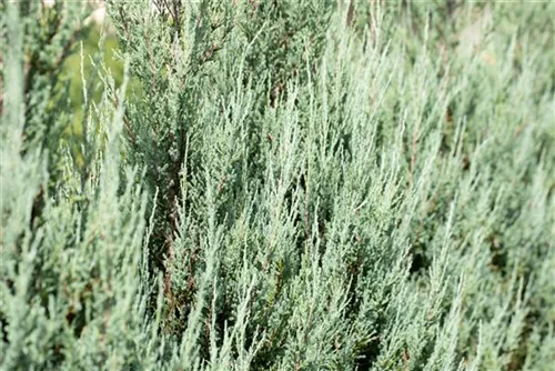 Virginischer Wacholder 'Blue Arrow' - Juniperus scopulorum 'Blue Arrow' - Heckenpflanzen