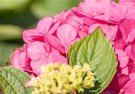 Hydrangea macrophylla 'Bouquet Rose' - Bauernhortensie 'Bouquet Rose'