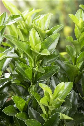 Japanspindel 'Green Spire' - Euonymus japonicus 'Green Spire'