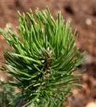 Berg-Kiefer 'Varella' - Pinus mugo 'Varella'