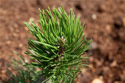 Berg-Kiefer 'Varella' - Pinus mugo 'Varella'